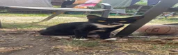 Domestic Shorthair cats for sale: 4 kittens  - Advert 5