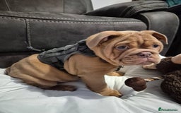 Mixed Breed dogs for sale: Old English / English bulldog mix - Image 2
