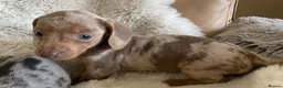 Dachshund dogs for sale: Gorgeous dachshund puppies deposit secure  - Advert 11
