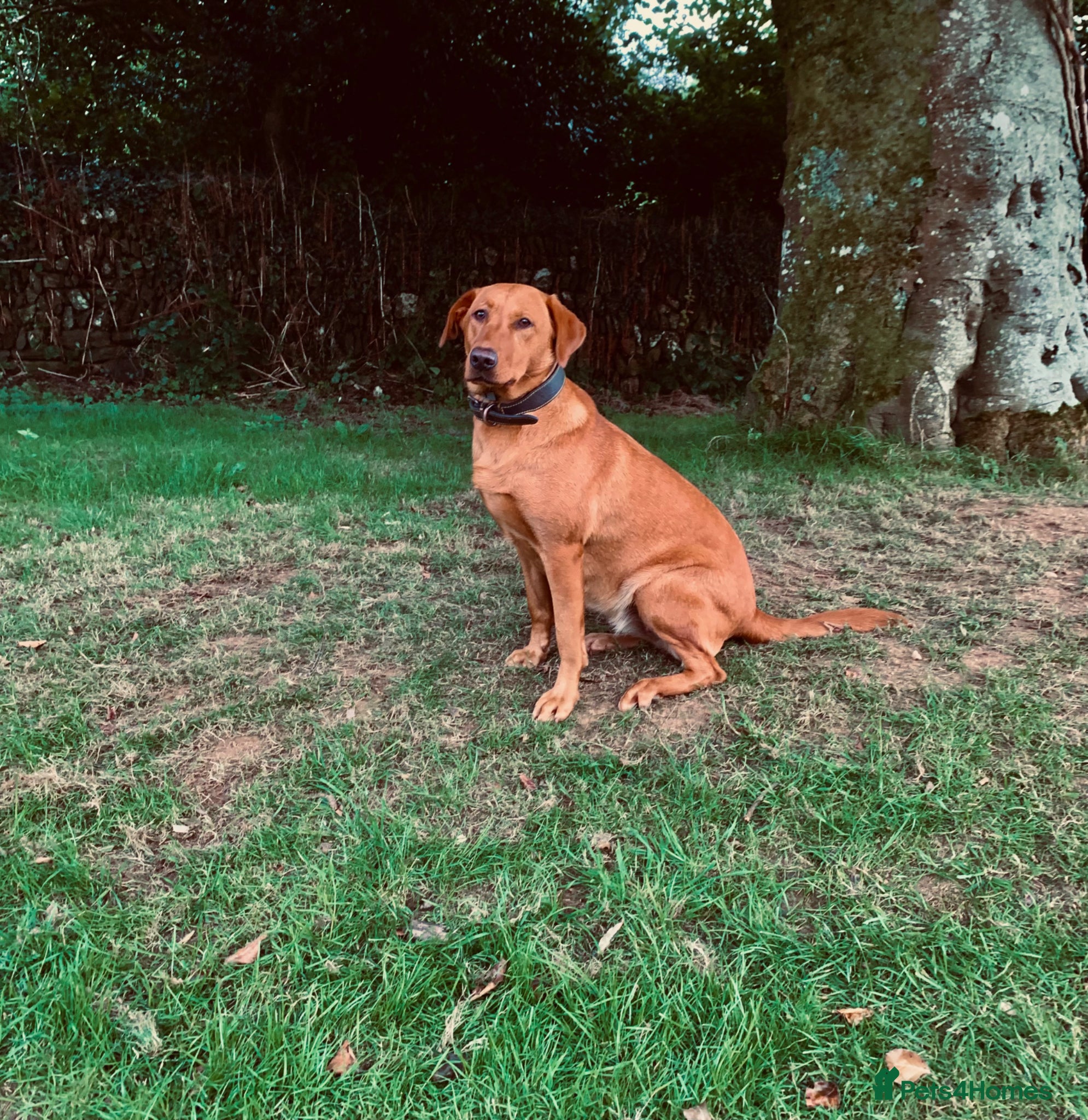 Labrador Retriever dogs for sale: KC reg health-tested Fox Red lab pups home raised - Advert 14