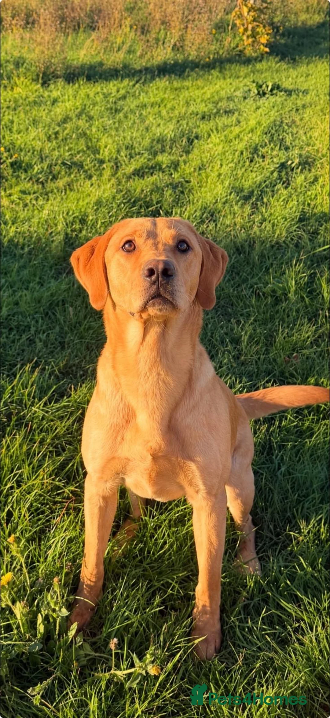 Labrador Retriever dogs for sale: fabulous boy! with potential to work - Advert 2