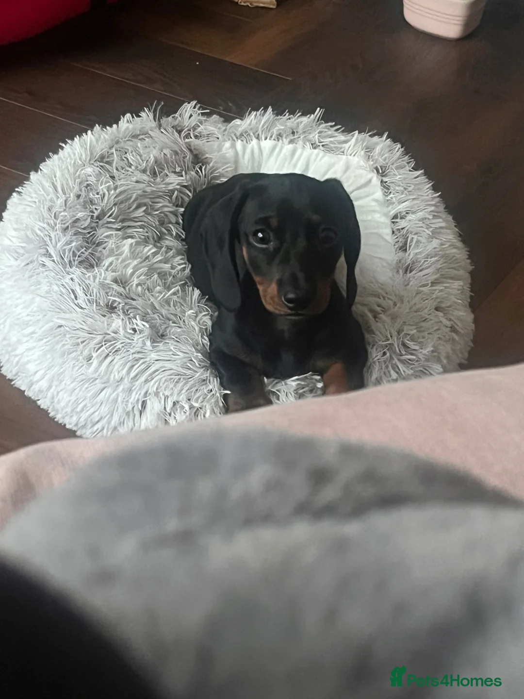 Miniature Dachshund dogs for sale: One Miniature Dachshund girl in Broxbourne - Advert 2