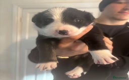 Border Collie dogs for sale: Last little boy….. will take £650 each  - Advert 6