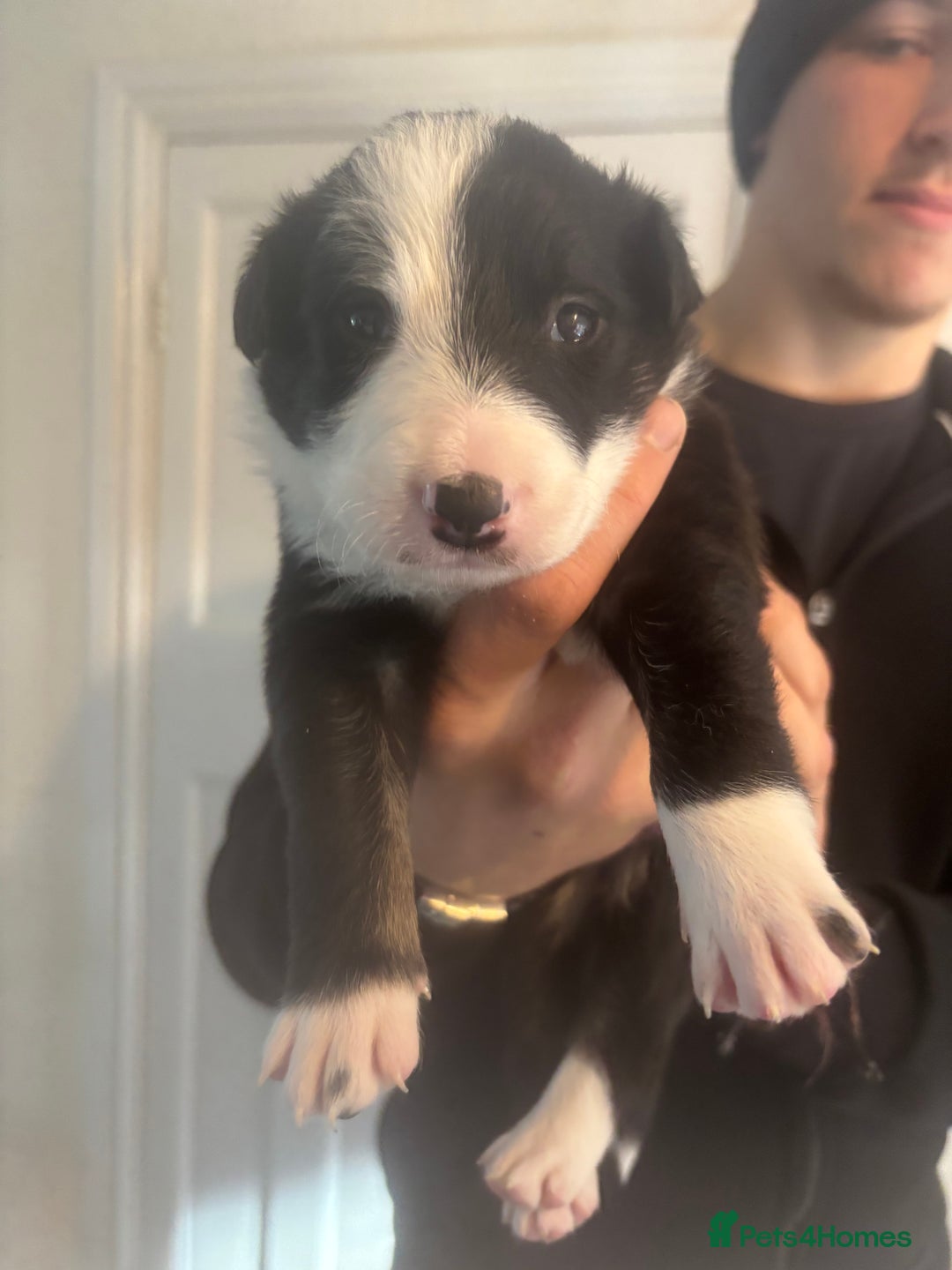 Border Collie dogs for sale: Last little boy….. will take £650 each  - Advert 6