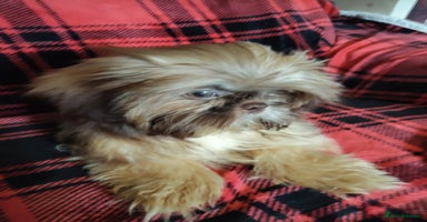 Shih Tzu dogs - Advert 5