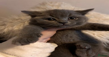 British Shorthair cats - Advert 9