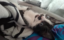Mixed Breed cats for sale: Bella - Image 8