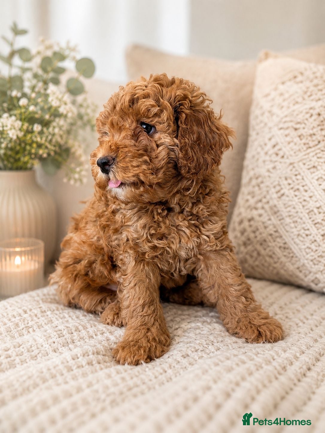 Cockapoo dogs 1 F1BB Health Tested Toy Cockapoo Left!  - Advert 1