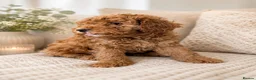 Cockapoo dogs for sale: 1 F1BB Health Tested Toy Cockapoo Left!  - Advert 1