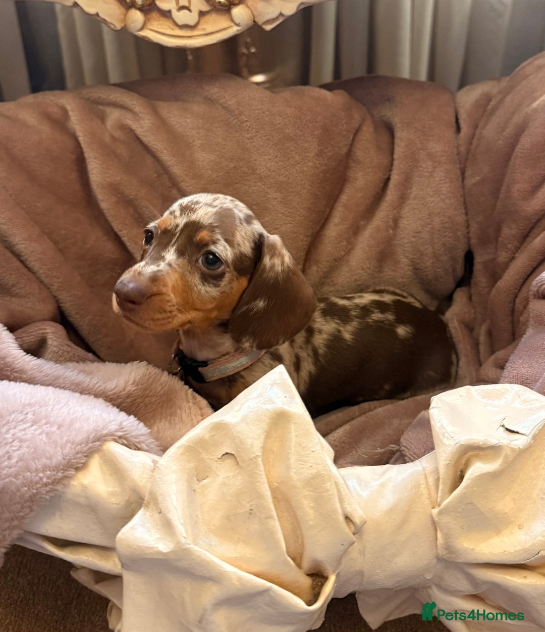 Dachshund dogs for sale: KC one little girl left STANDARD dachshund puppy  - Image 17