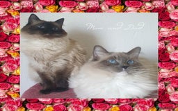 Ragdoll cats for sale: GCCF Active or Pet Ragdoll Boy - Image 11