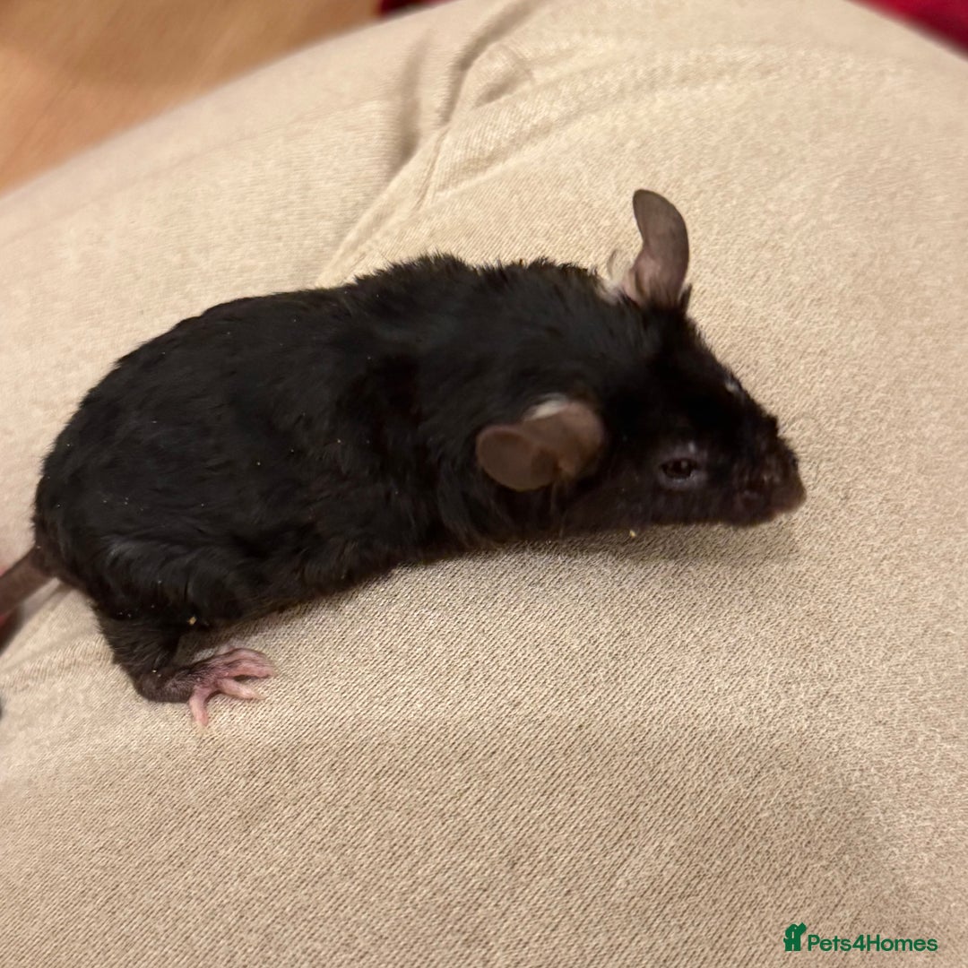 Mouse rodents for sale: Texel mice  - Image 2