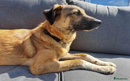 Mixed Breed dogs for adoption: Levi - Norwich Norfolk  - Image 28