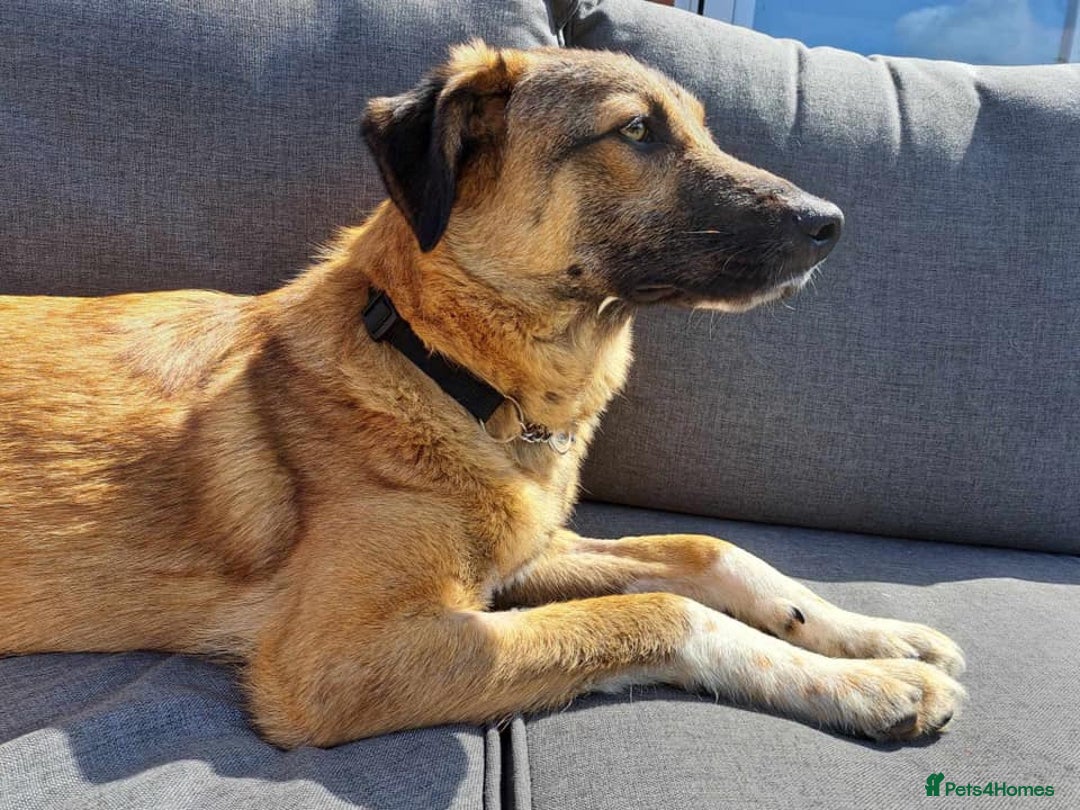 Mixed Breed dogs for adoption: Levi - Norwich Norfolk  - Image 28