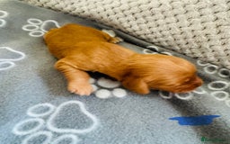 Cocker Spaniel dogs for sale: Red Cocker Spaniel Puppies - Image 32