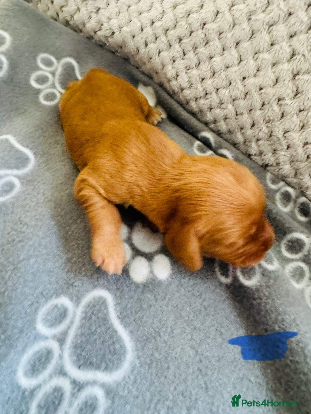 Cocker Spaniel dogs for sale: Red Cocker Spaniel Puppies - Image 32