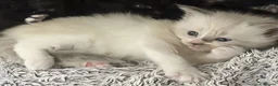 Mixed Breed cats for sale: Four Stunning Ragdoll  & Ragamuffin kittens  - Advert 2