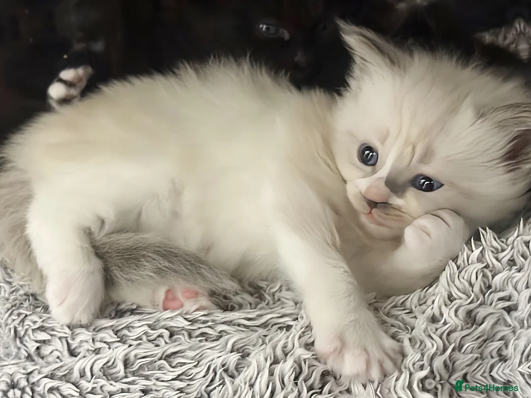 Mixed Breed cats for sale: Four Stunning Ragdoll  & Ragamuffin kittens  - Advert 2