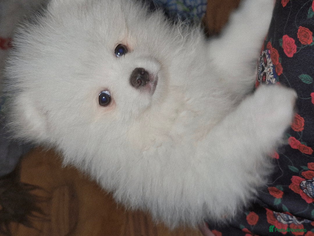 Pomeranian Puppies for sale in Lancashire Pets4Homes