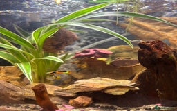 Other/Mixed Breed fish for sale: 5 beautiful male endlers guppies - Image 6