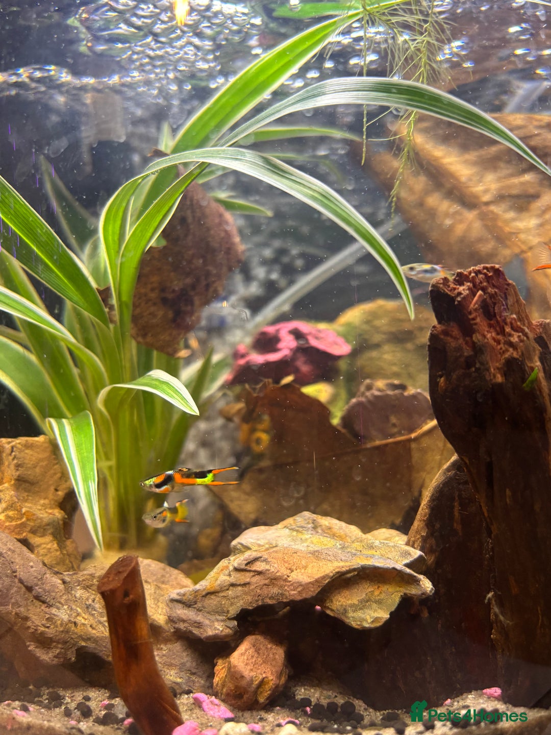 Other/Mixed Breed fish for sale: 5 beautiful male endlers guppies - Image 6