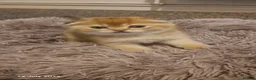 Scottish Fold cats for sale: 🐾 Stunning Golden ScottishFold&Straight Kittens🐾 in Southampton - Advert 24