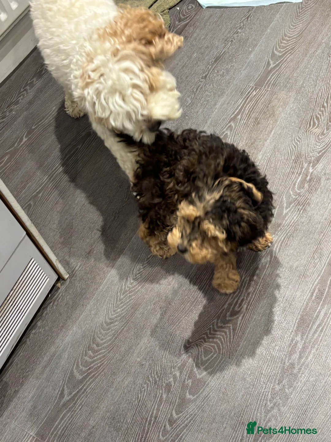 Cockapoo dogs for sale: Toy cockerpoo  - Advert 5