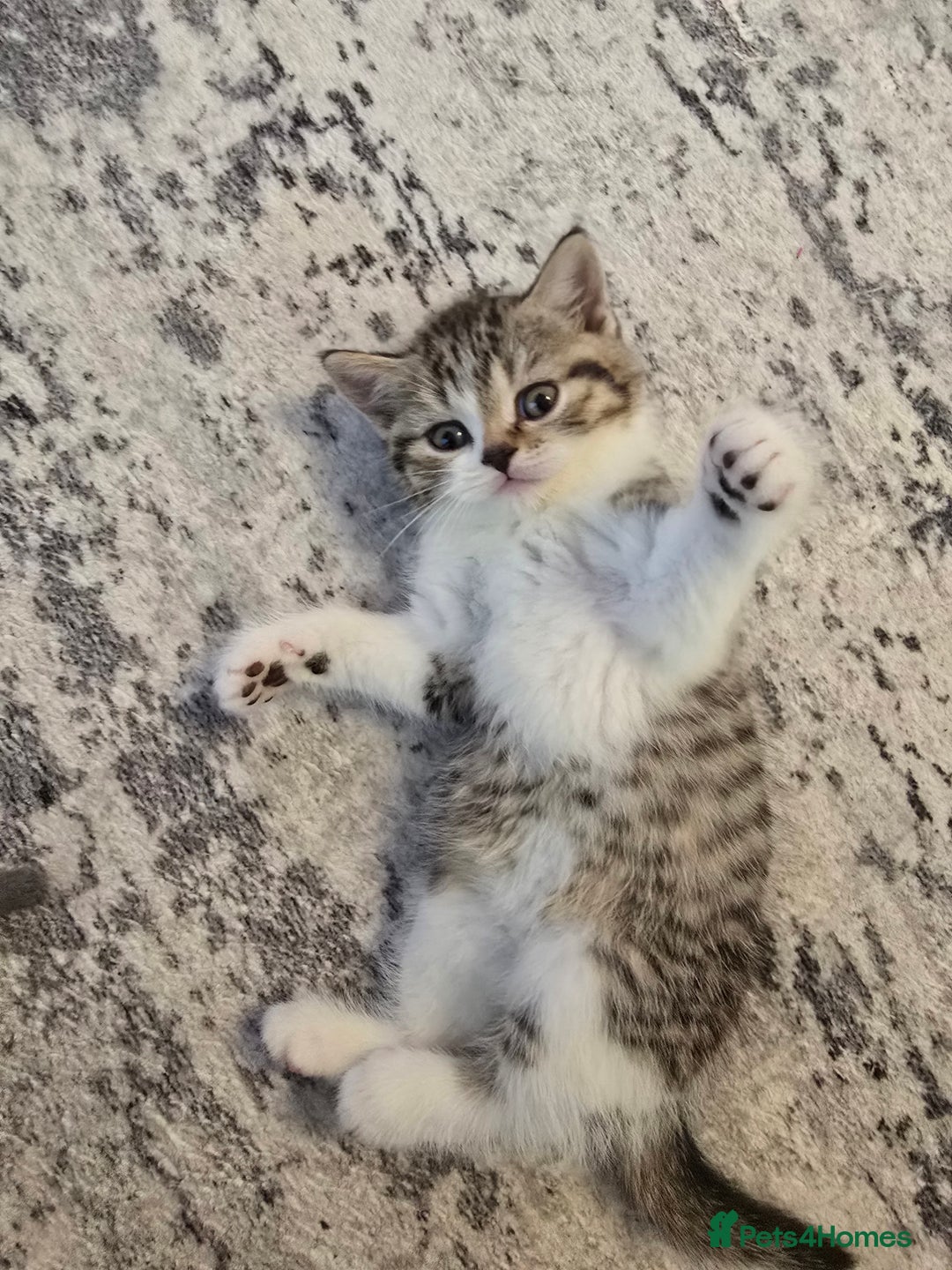 British Shorthair cats for sale: ASH-Male British Shorthair - Advert 5