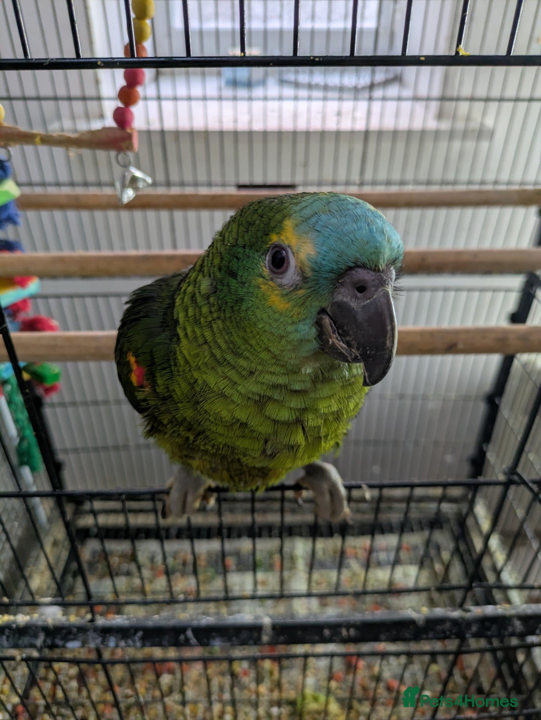 Parrots birds for sale: Hand reared super friendly blue fronted Amazons  - Advert 10