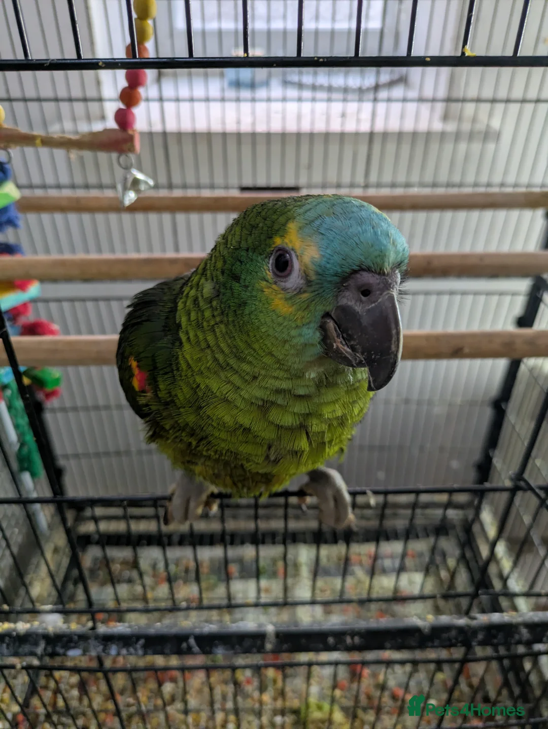 Parrots birds for sale: Hand reared super friendly blue fronted Amazons  - Advert 10