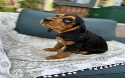 Cocker Spaniel dogs for sale: Stunning KC registered Working Cocker Spaniels  - Image 22