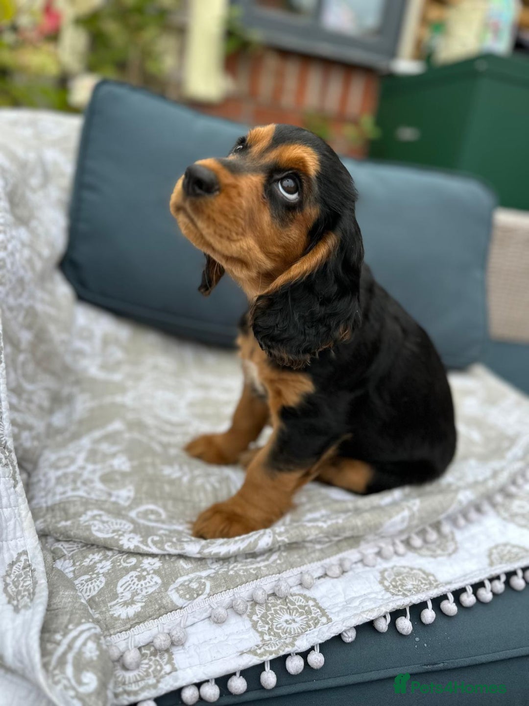 Cocker Spaniel dogs for sale: Stunning KC registered Working Cocker Spaniels  - Image 22