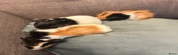 Guinea Pig rodents for sale: Baby boy guinea pigs  - Advert 2