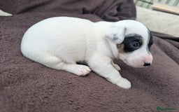 Jack Russell dogs for sale: Delightful Jack Russell Puppies  - Image 14
