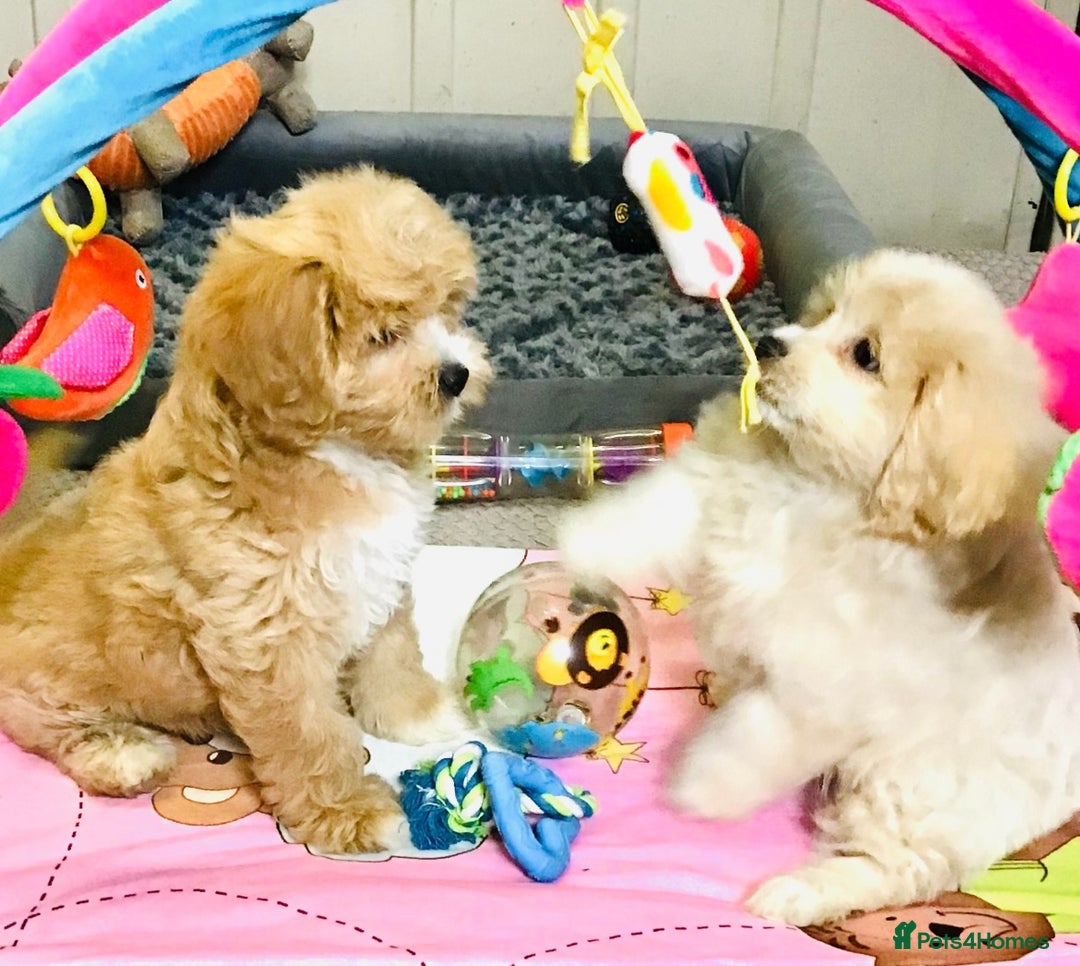 Cavapoo dogs for sale: 🩷F1b CAVAPOO GIRLS~ READY FOR NEW HOMES 🩷 - Image 7