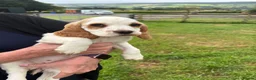 Cocker Spaniel dogs for sale: Cocker Spaniel Pups for Sale  - Advert 18