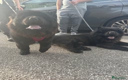 Chow Chow dogs for sale: Chow chow puppies. - Image 4