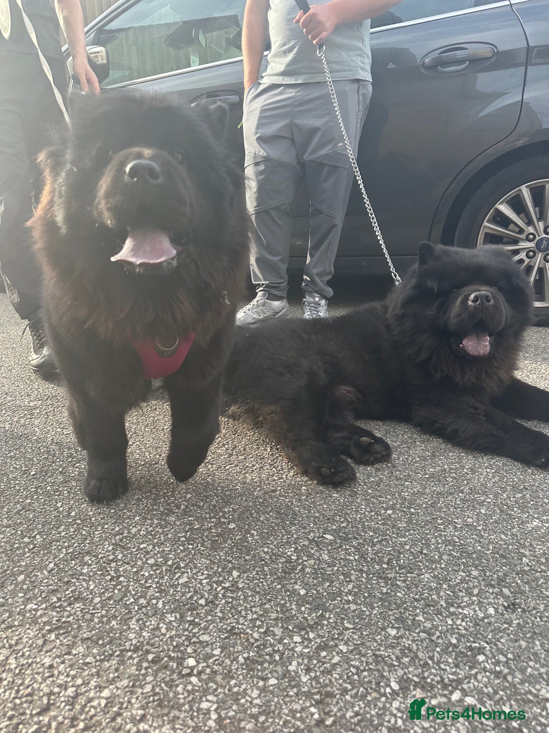 Chow Chow dogs for sale: Chow chow puppies. - Image 4