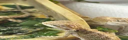 Bearded Dragon reptiles for sale: Baby Bearded dragons £50 each - Advert 17