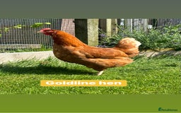 Chickens poultry for sale: Coloured hybrid hens at pol - Image 11