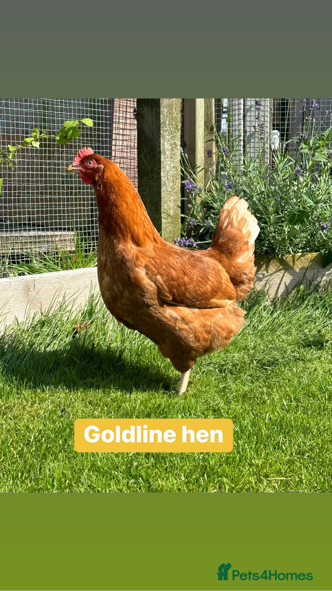 Chickens poultry for sale: Coloured hybrid hens at pol - Image 11