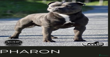 Staffordshire Bull Terrier dogs - Advert 20