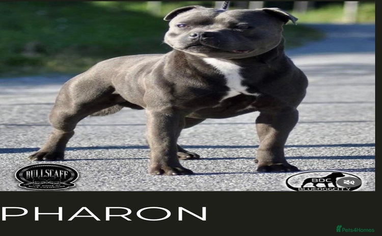 Staffordshire Bull Terrier dogs - Advert 11