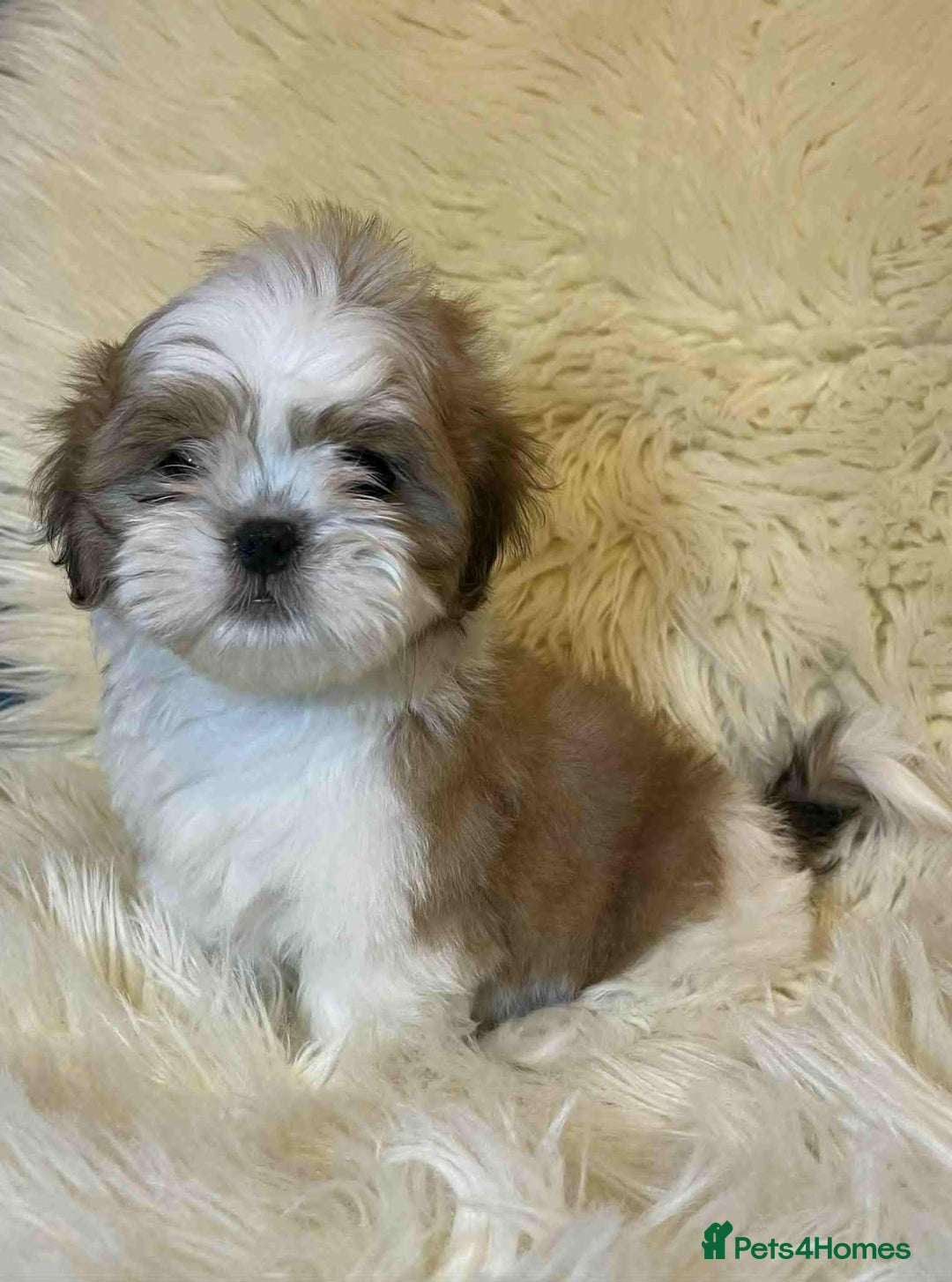 Shih Tzu dogs for sale: Five Adorable Puppies Looking for Loving Families - Image 13