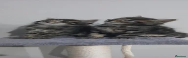 Mixed Breed 1