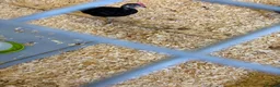 Chickens poultry for sale: Black bantam leghorn chicks - Advert 4