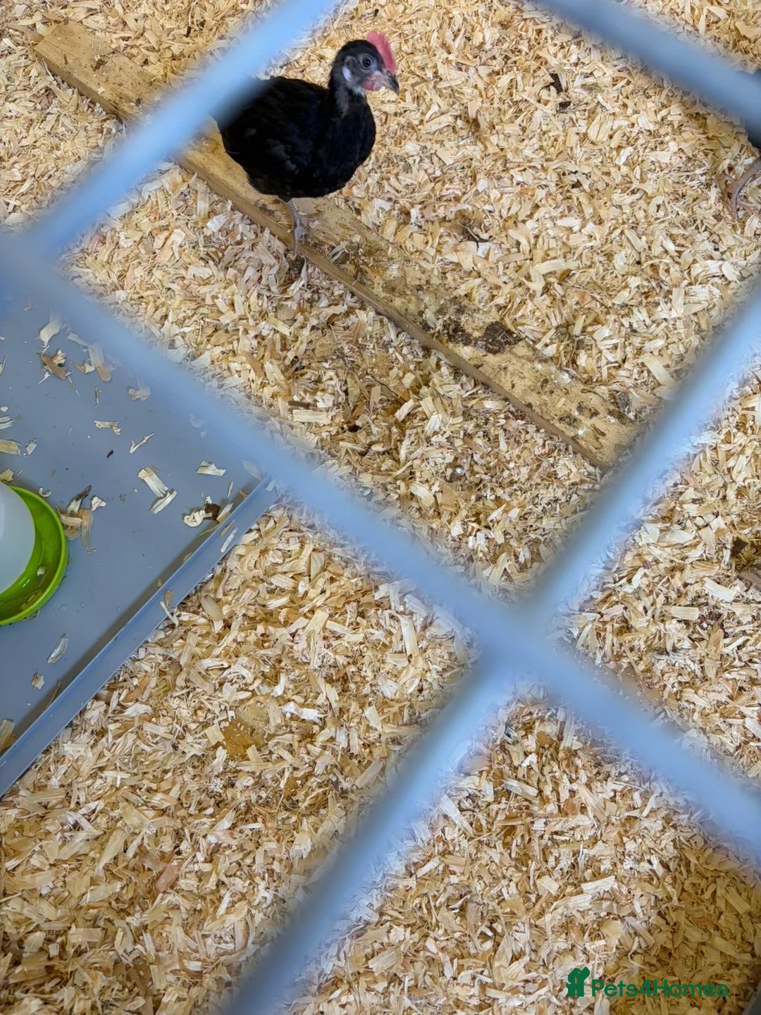 Chickens poultry for sale: Black bantam leghorn chicks - Advert 4