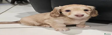 Miniature Dachshund 2