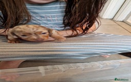 Miniature Dachshund dogs for sale: Minature dachound pups - Image 13