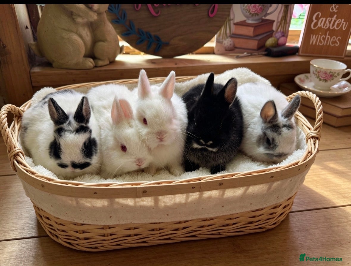 Netherland Dwarf rabbits Pedigree Netherland dwarfs available - Advert 4